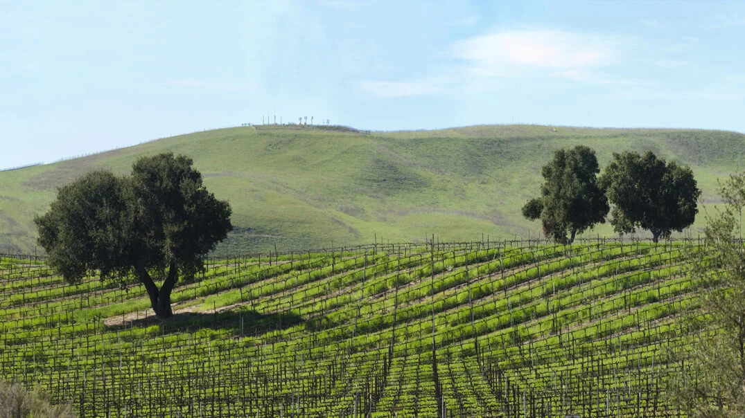 Vineyard with rolling hills and trees